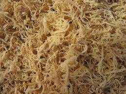 Analyzed Seaweed Image