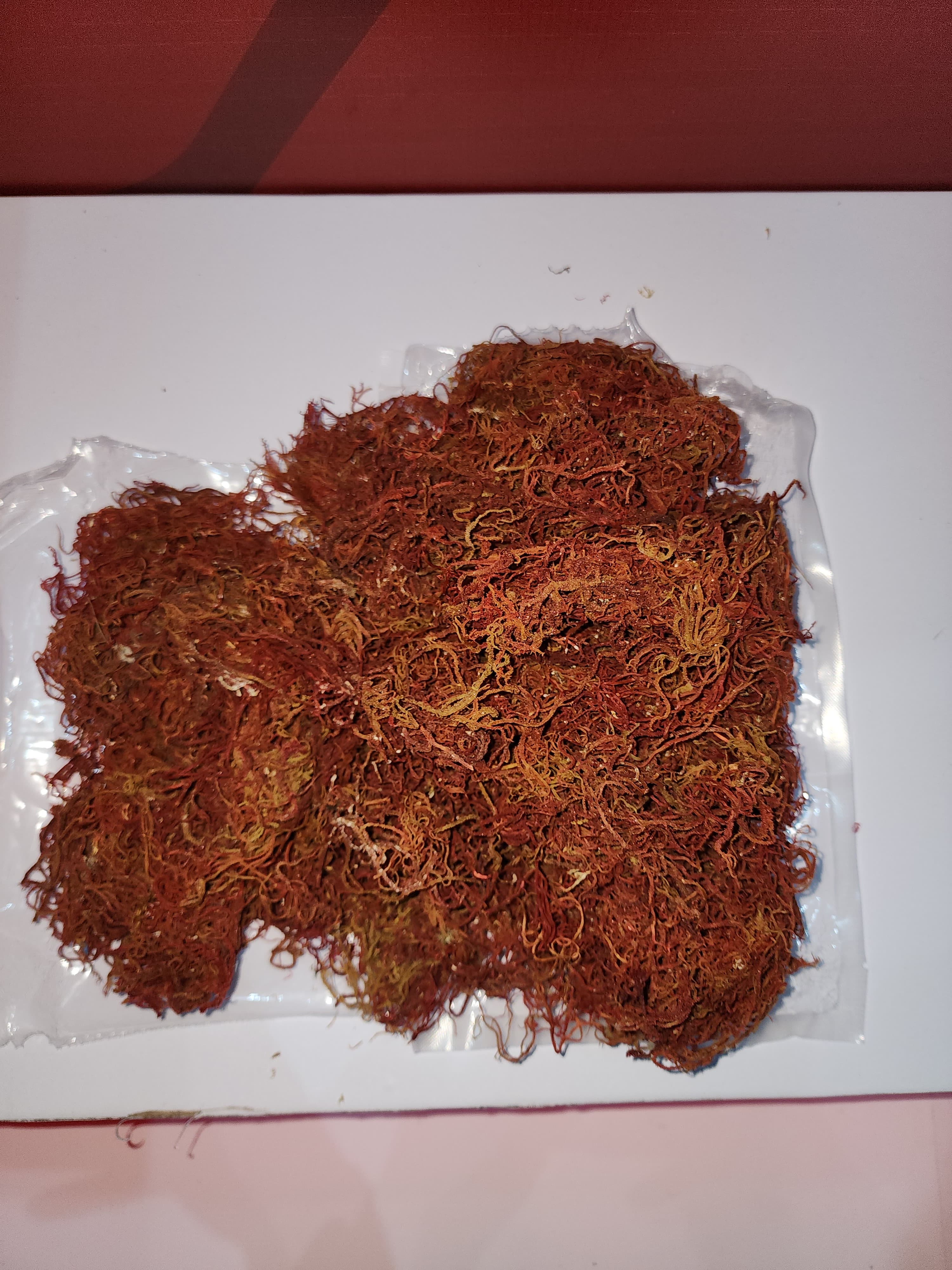 Analyzed Seaweed Image