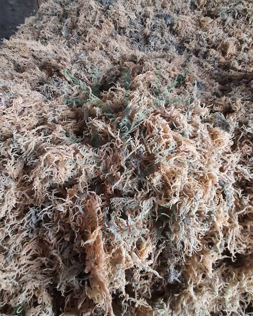 Analyzed Seaweed Image